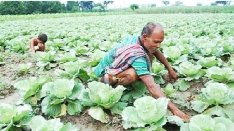 নওগাঁর সবজি বাজারে আগাম শীতের আমেজ,উঠতে শুরু করেছে শীতকালীন সবজি